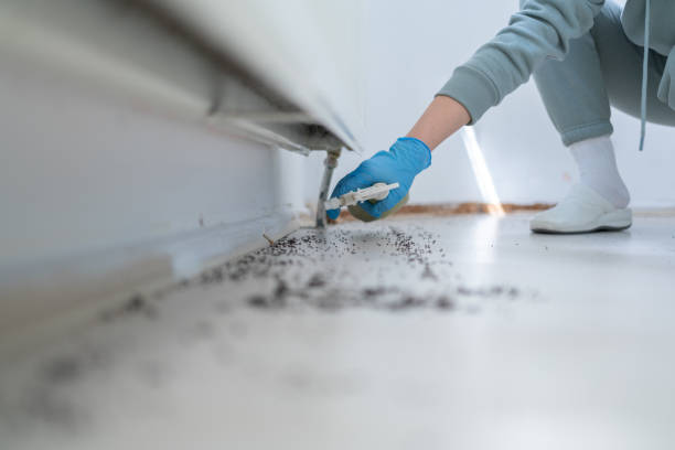 Reliable South Kensington, MD Pest Control Solutions